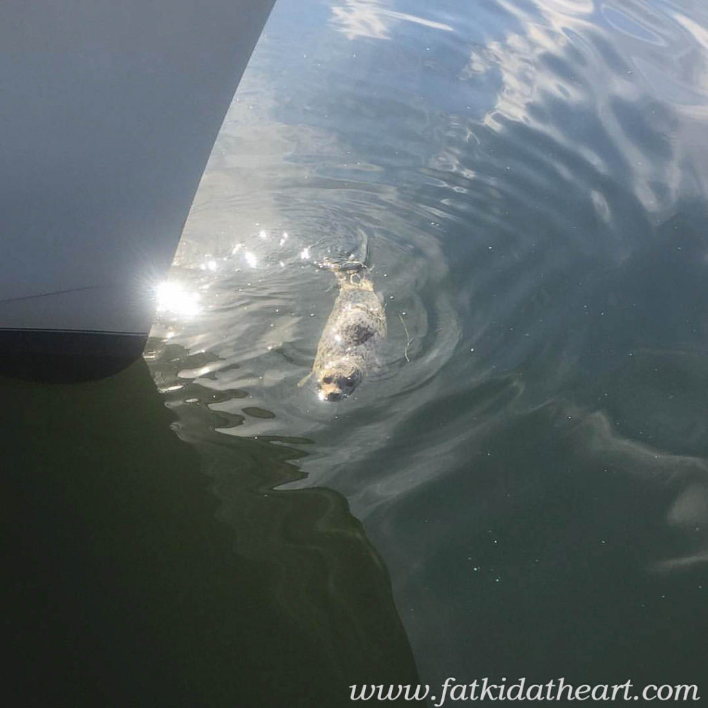 Kevin the Harbor Seal in Coupeville Washington by Fatkidatheart.com